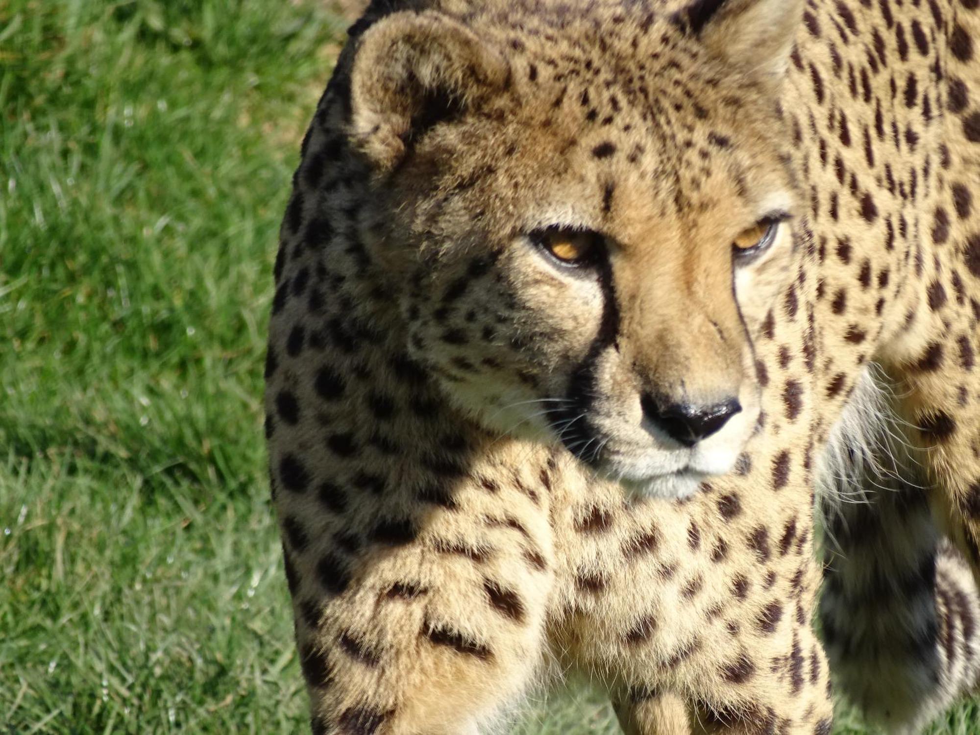 Trainefeuilles - Chambres D'Hotes Proche Zoo De Beauval Le Controis-en-Sologne Екстериор снимка